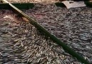 Çalı balıkçılık - Karadenizin Balıkçıları