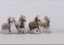 Camargue horses