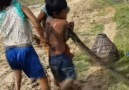 Cambodian young people catch fish but touch python snake.