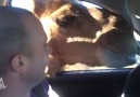 Camel Steals Food  Hungry Hungry Camel