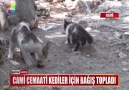 Cami cemaati kediler için bağış topladı!