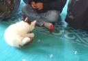 Camide Hoca Hutbe Okurken Haylazlık Yapan Dünyalar Tatlısı Yavru Kedi