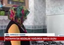 Çam kozalagı ile yogurt mayalamak izleyin...