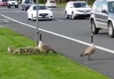 Canadian goose family is crossing the street so cute