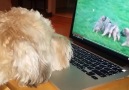 Can&get enough hilarious animal videos Follow Waggle TV !