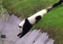 Canı sıkılan panda çalışanlara bakın nasıl ter döktürüyor :)