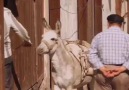 Can Tekel Bayii - Dikkat!18 küfür içerir..