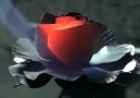 Canvas Arts - Hand Forged Metal Rose Facebook