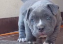Can we all just appreciate this incredible bully pup!