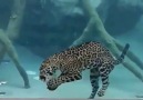 Can you believe this...a Jaguar diving
