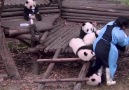 Can you think of anything better than taking care of a bunch of pandas