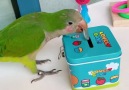Caption Hits - Awesome Clever Parrot Intelligent Parrot