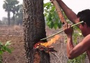 Caption lucu - HOW TO CUT TREE USING FISH OIL! Facebook