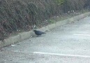 Captured a crow sharing its bread with a little mouse
