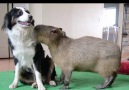 Capybara Flirts With Dog