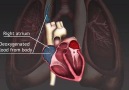 cardiac cycle best graphics