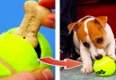 Caring hacks for those who loves pets - 5-Minute Crafts Men