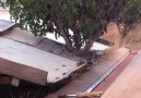 Carob Harvesting 2013