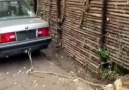 Car pull fail