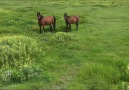 Carte postale Cap Sud Ouest : les ponays landais