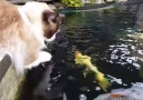 Cat adorably makes friends with zen koi fish on Sunday morning...