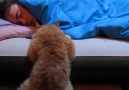 Cat Alarm Clocks