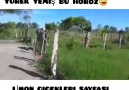 Çatal yürek yemiş bu horoz