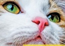 Cat&ampDog Dergi - Kedinizin her zaman sevgi dolu bakışlara...