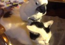 Cat And Bird Besties! These unlikely friends can be so hilarious
