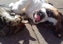 Cat and Puppy Snuggle Together