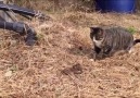 Cat attack and kill snake