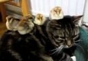 Cat Babysit's Chicks