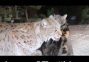 Cat Becomes BFFs With Lynx