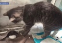 Cat Builds Mini Igloo for Himself During Denver Blizzard