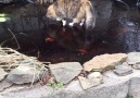 Cat Chasing Fish Under Ice