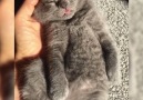 Cat Chilling With Its Tongue Out