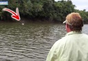 Catching a giant Arapaima in Amazon river Credit Billschannel