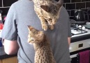 Cat Climbs On Owner