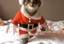 Cat Dresses Up As Santa