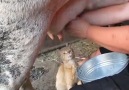 Cat drinking cow's milk