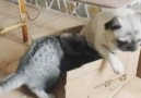 Cat drives poor pug out of  all boxes