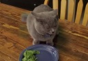 Cat eating!