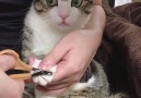 Cat Enjoys Getting Nails Clipped