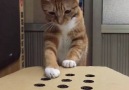 Cat Enjoys the Whack-a-Finger Game