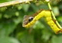Caterpillar Mimics A Snake To Warn Off Predators!