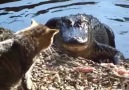 Cat Faces Off With Alligator