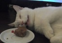 Cat Falls Asleep By Food