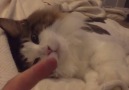 Cat Freaks Out