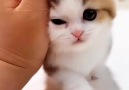 Cat Frenzy - cutie pie Facebook