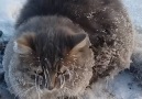 Cat Frozen To Ground Gets Rescued